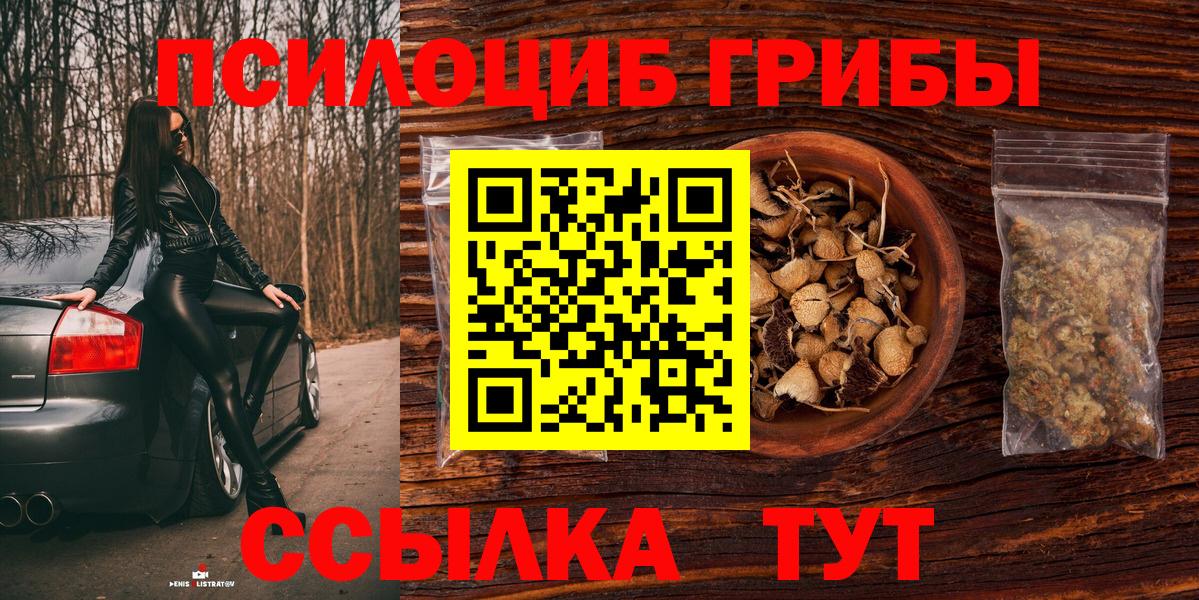 Псилоцибиновые грибы Psilocybe Нальчик
